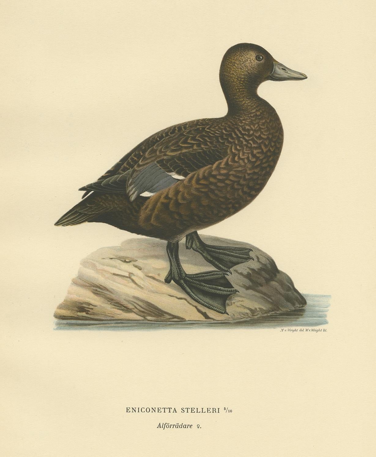 Antique Bird Print of a Female Steller's Eider by Von Wright, 1929 In Good Condition For Sale In Langweer, NL