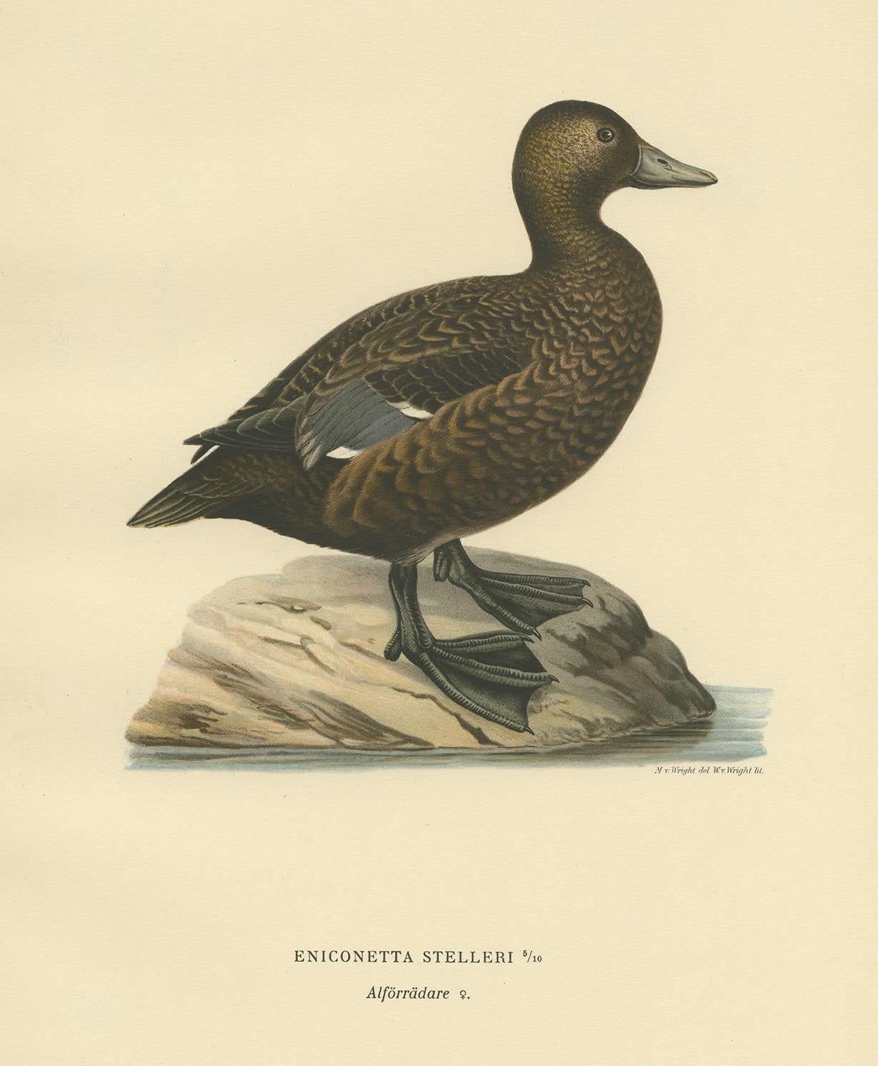 20th Century Antique Bird Print of a Female Steller's Eider by Von Wright, 1929 For Sale