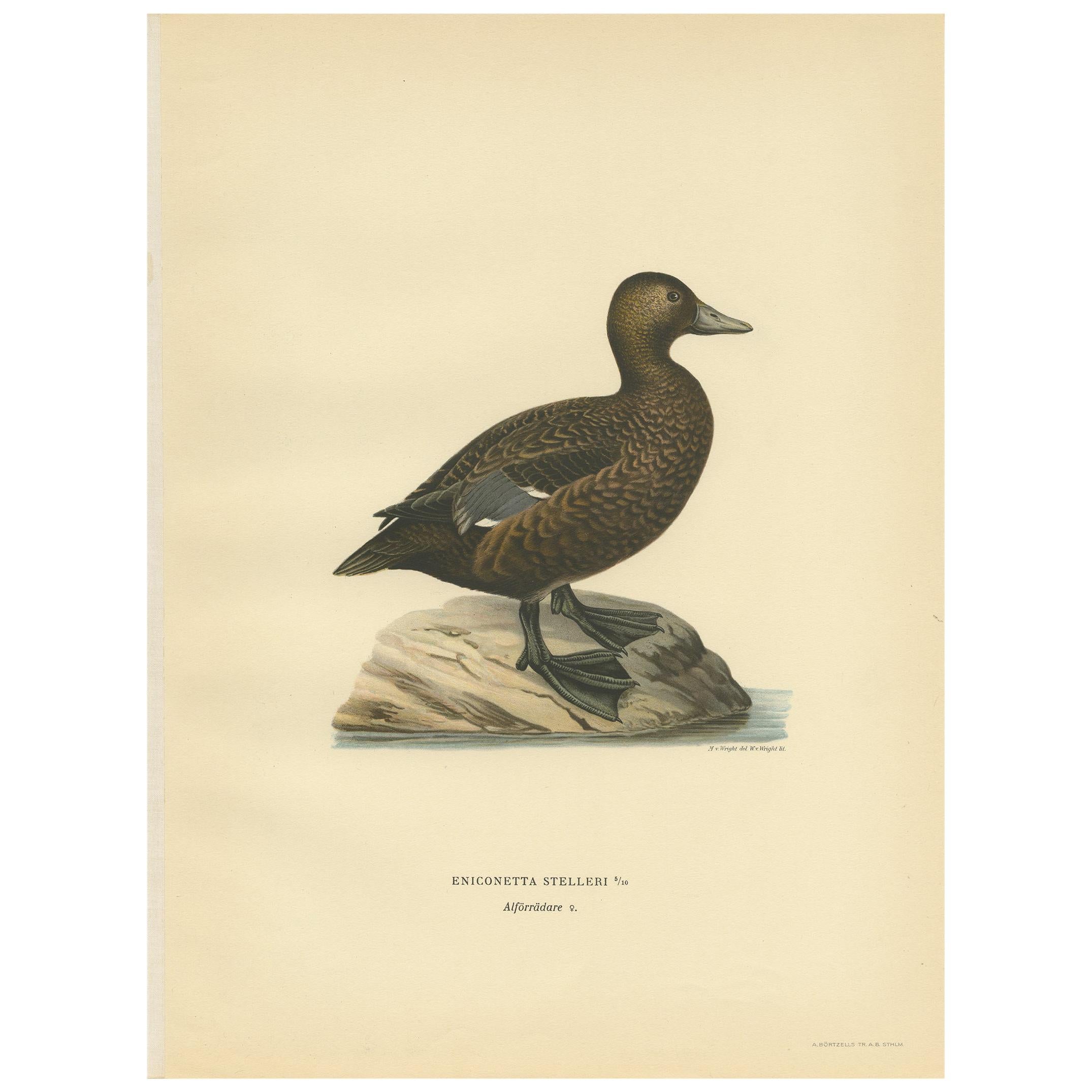 Gravure ancienne d'une femelle d'eider de Steller par Von Wright:: 1929