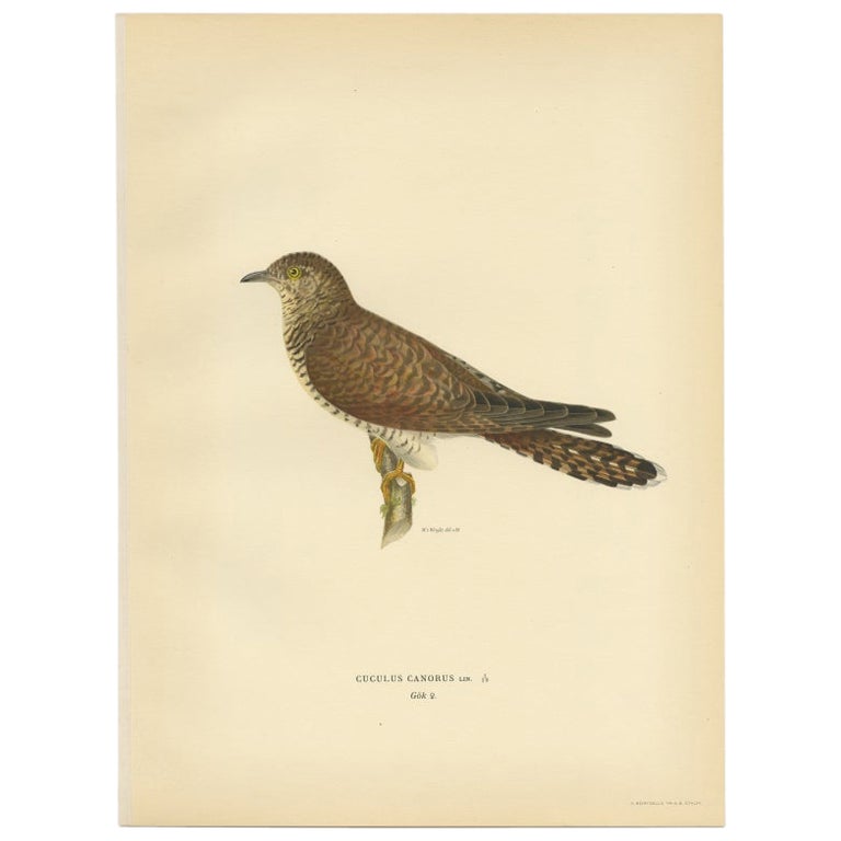 Antique Bird Print of a Female White Wagtail by Von Wright, 1927