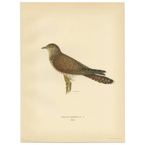 Antique Bird Print of a Female White Wagtail by Von Wright, 1927