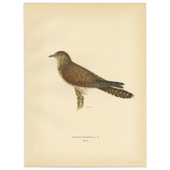 Antique Bird Print of a Female White Wagtail by Von Wright, 1927