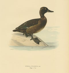 Antique Bird Print of a Ferruginous Duck by Von Wright '1927'