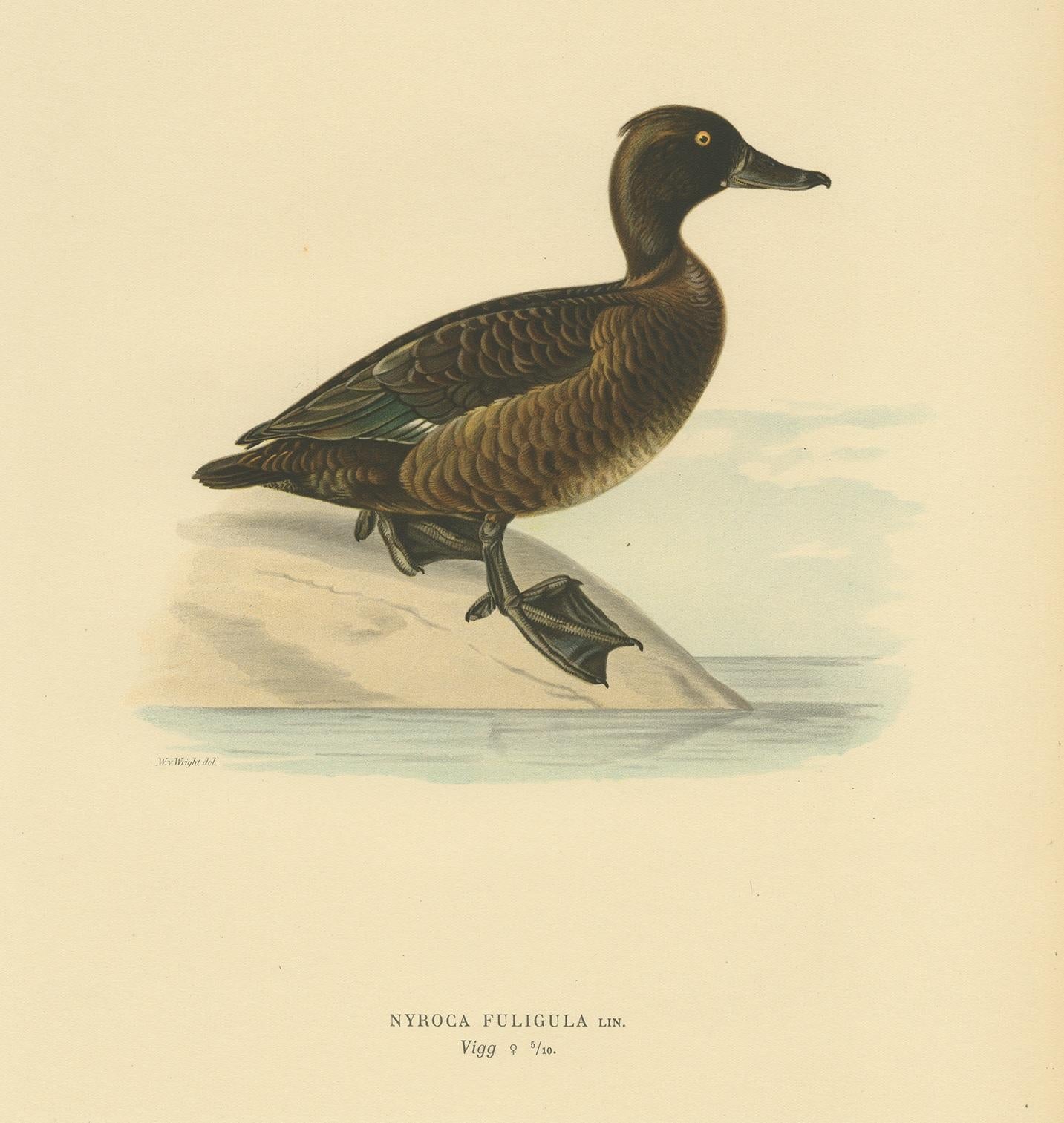 Antique Bird Print of a Ferruginous Duck by Von Wright '1927' In Good Condition For Sale In Langweer, NL