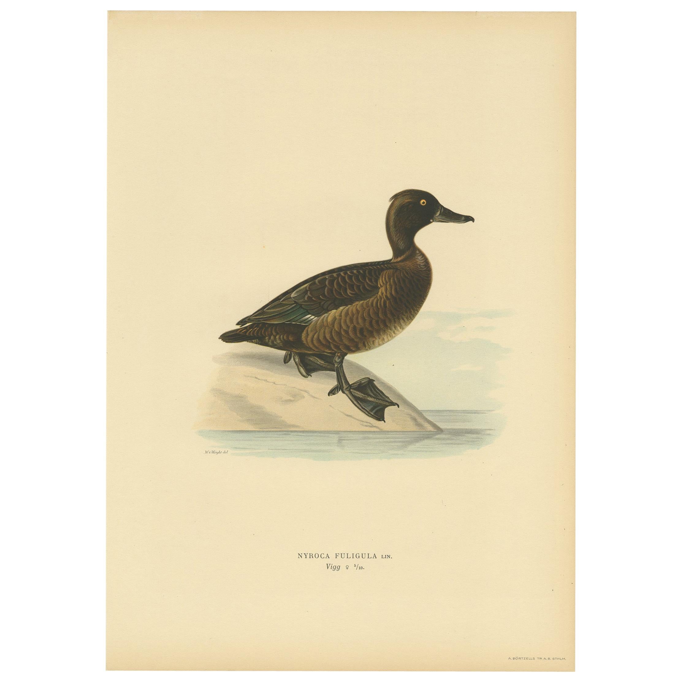 Antique Bird Print of a Ferruginous Duck by Von Wright '1927' For Sale