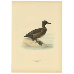 Gravure ancienne d'oiseau d'un canard ferrugineux par Von Wright '1927'