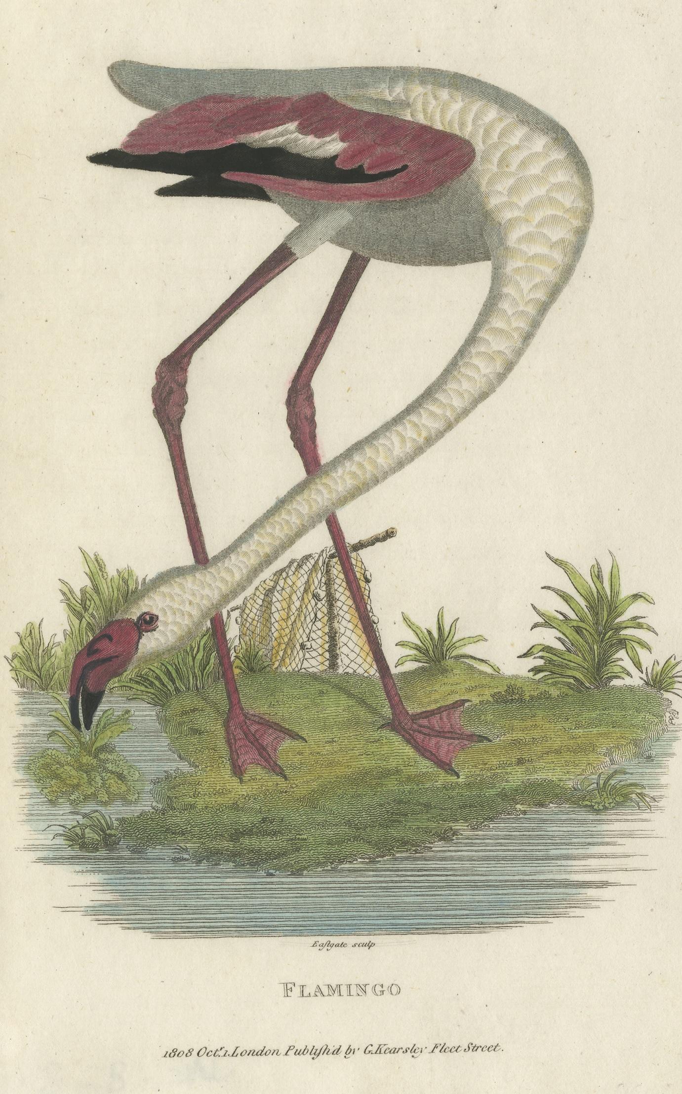 Antique print titled 'Flamingo'. Small hand colored engraving of a flamingo. This print originates from 'Zoological Lectures Delivered at the Royal Institution' by George Shaw, 1809. Published by G. Kearsley.