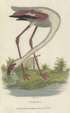 Antique Bird Print of a Flamingo by Shaw, 1809