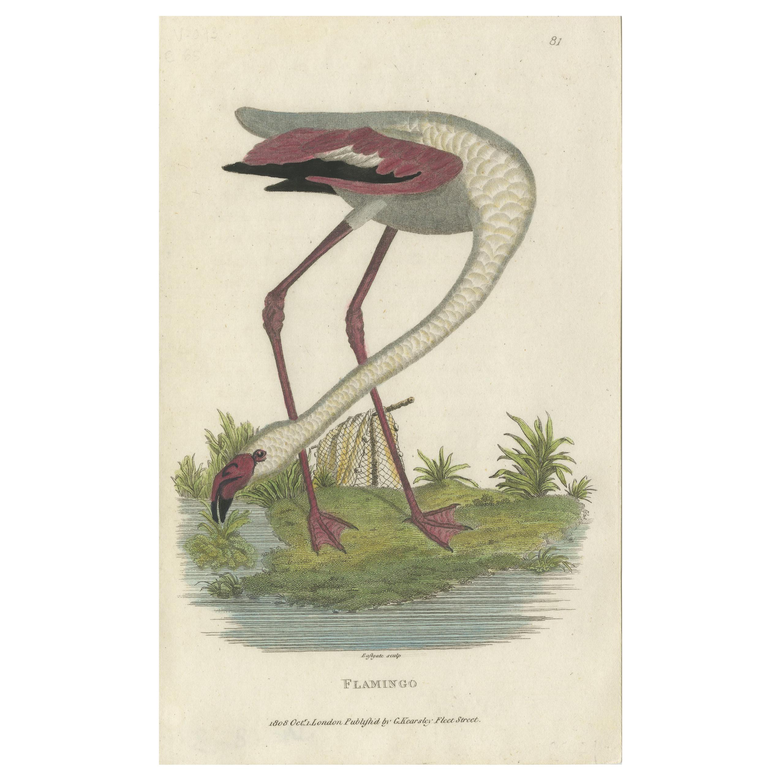 Antiker Vogeldruck eines Flamingo von Shaw, 1809