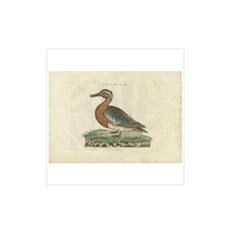 Antique Bird Print of a Garganey Duck by Sepp & Nozeman, 1789