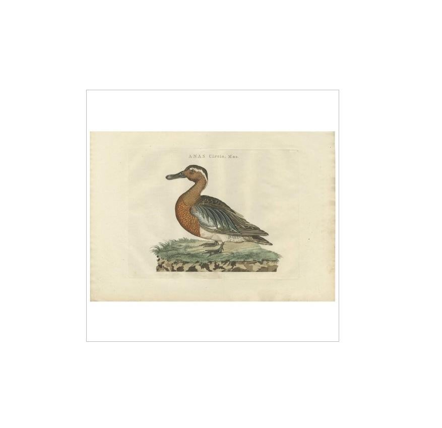 Antique Bird Print of a Garganey Duck by Sepp & Nozeman, 1789 In Good Condition In Langweer, NL