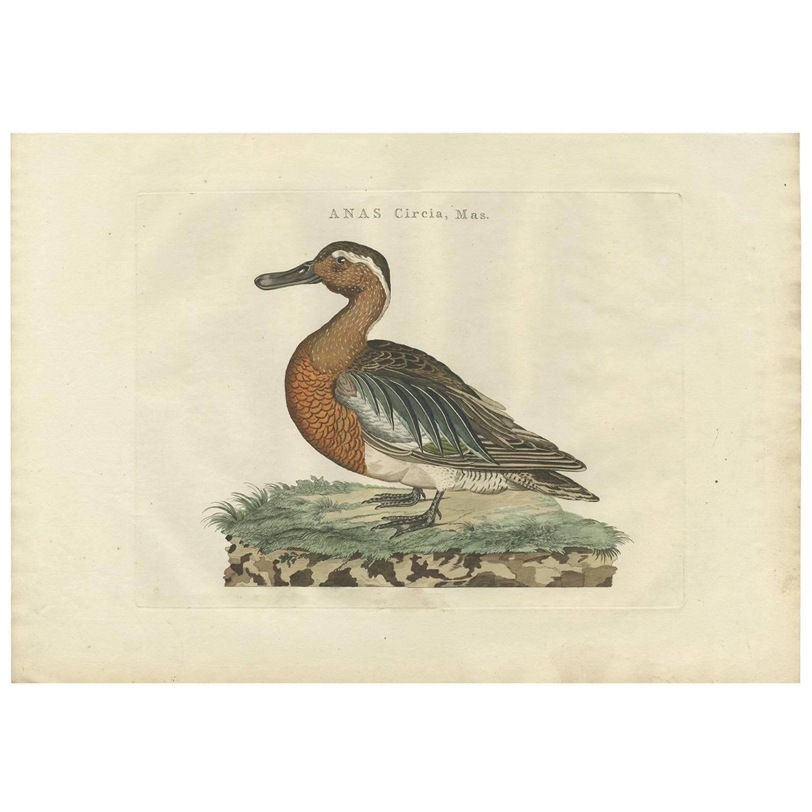 Antique Bird Print of a Garganey Duck by Sepp & Nozeman, 1789