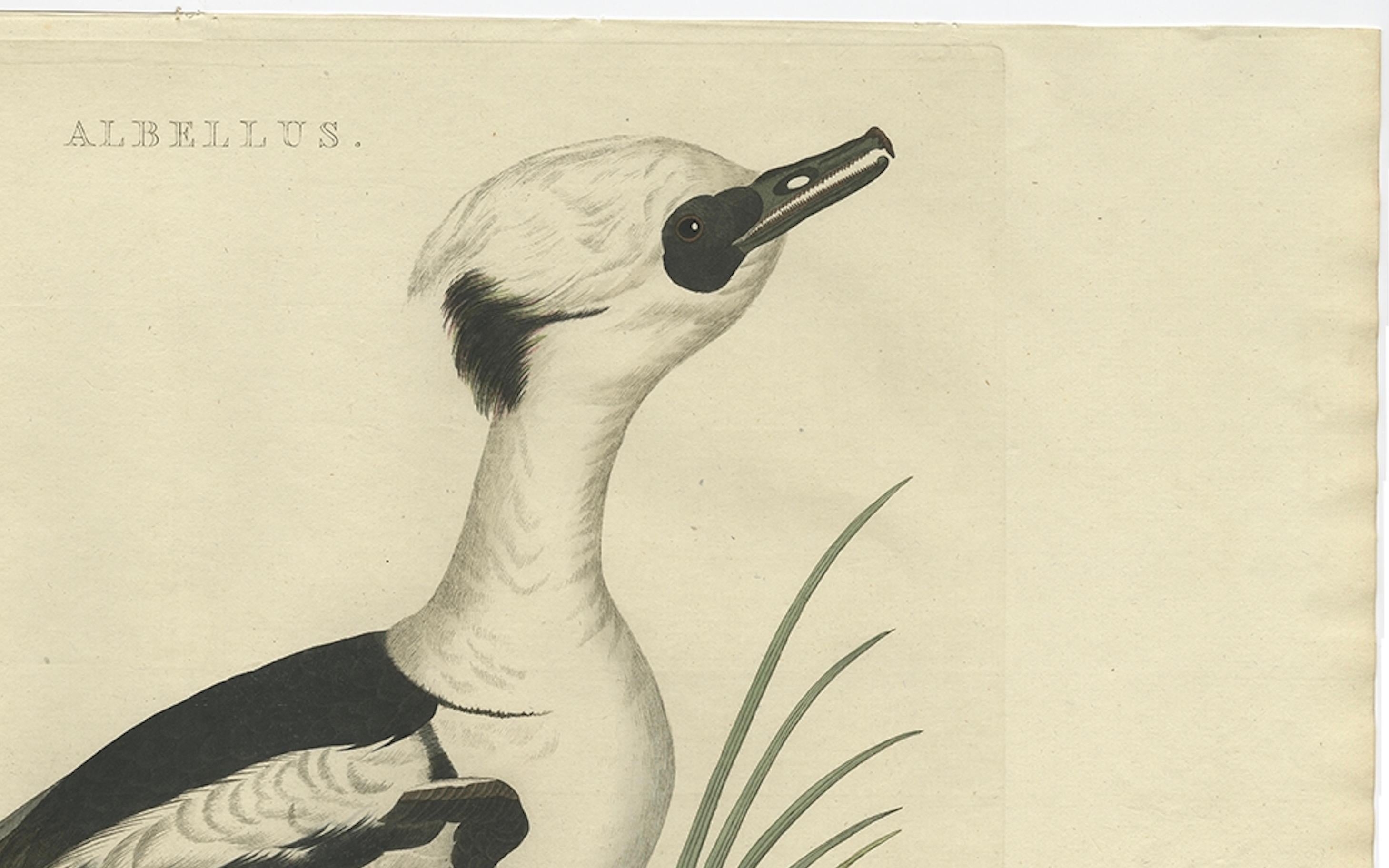 eurasian duck smew