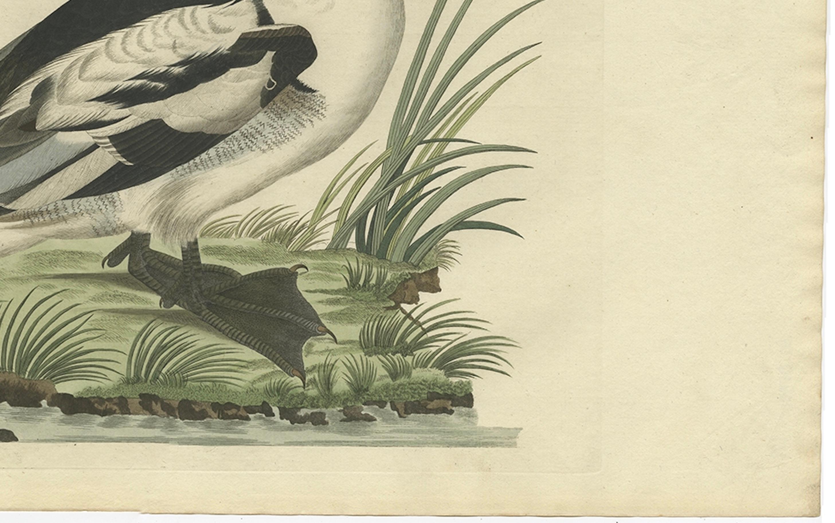 Engraved Smew Duck – Antique Dutch Bird Print by Sepp & Nozeman, Hand-Colored, circa 1809 For Sale