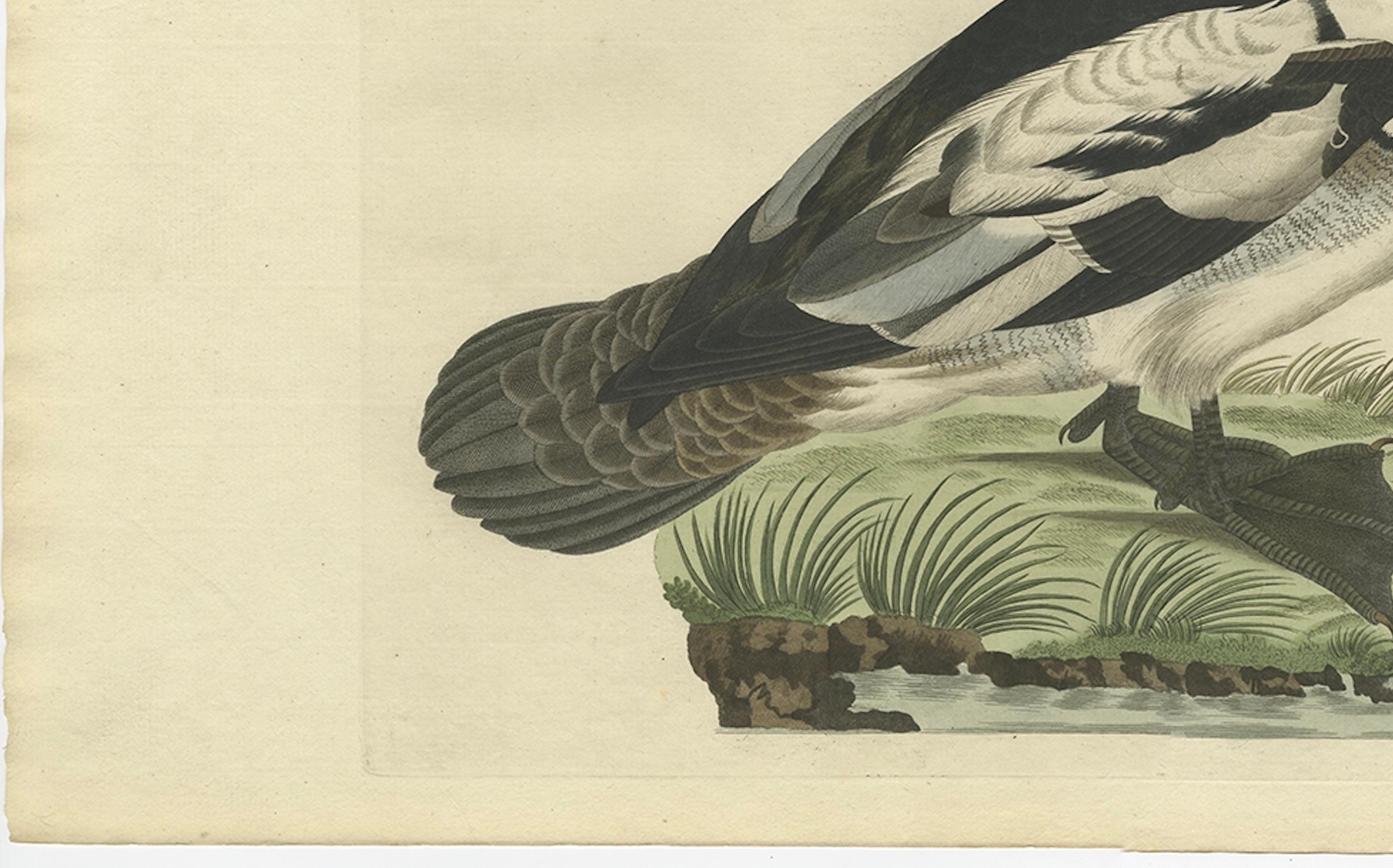Smew Duck – Antique Dutch Bird Print by Sepp & Nozeman, Hand-Colored, circa 1809 In Good Condition For Sale In Langweer, NL