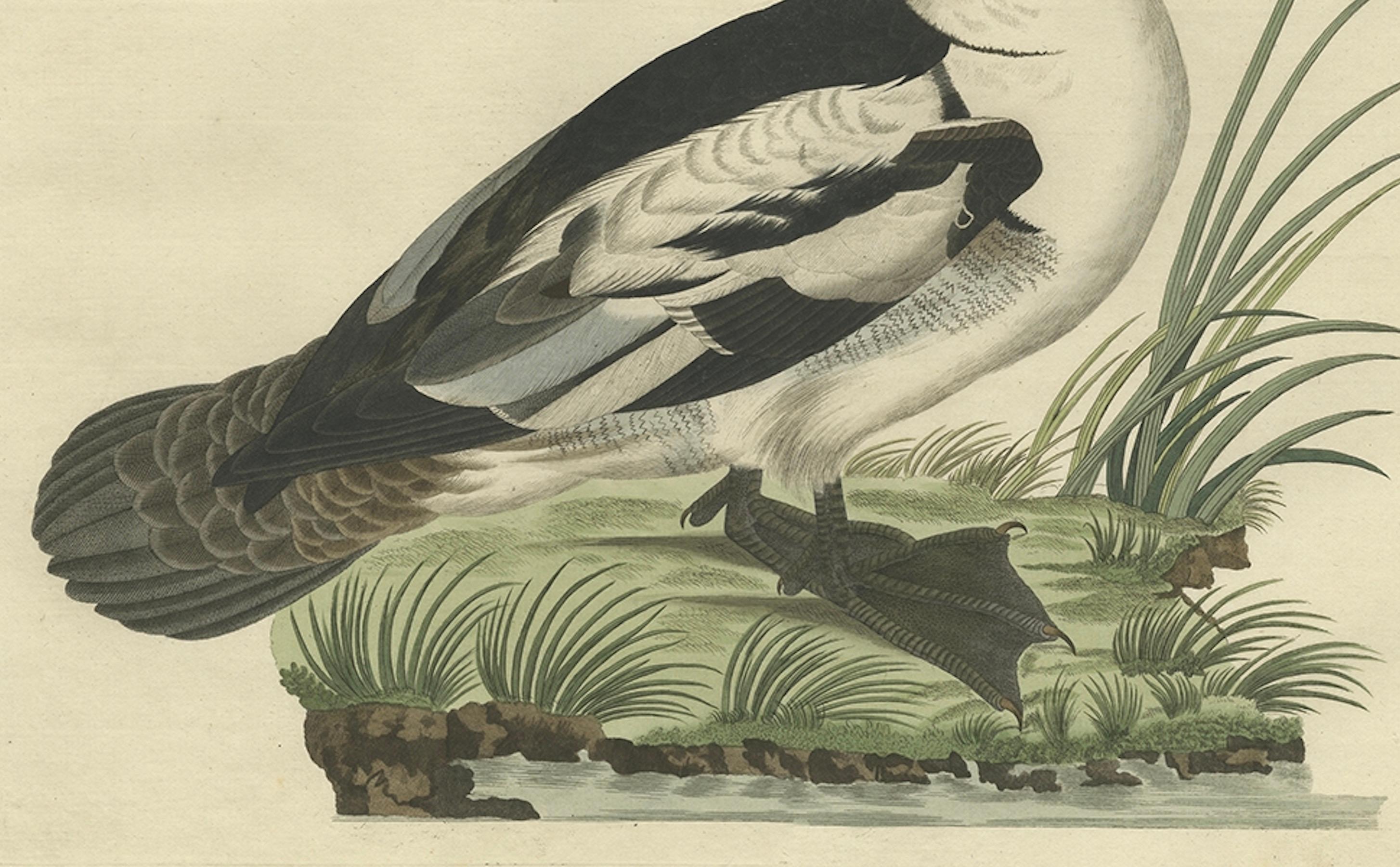 19th Century Smew Duck – Antique Dutch Bird Print by Sepp & Nozeman, Hand-Colored, circa 1809 For Sale