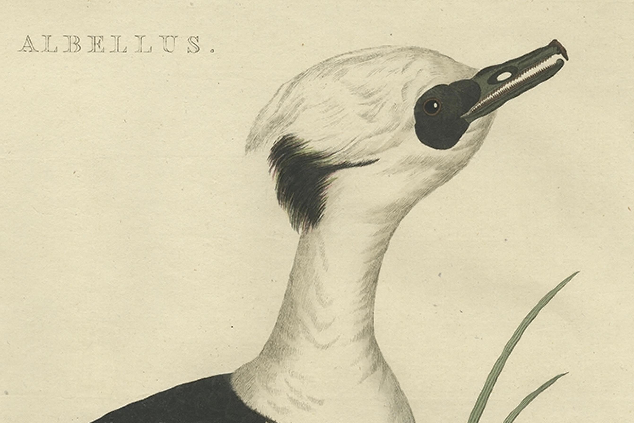 Paper Smew Duck – Antique Dutch Bird Print by Sepp & Nozeman, Hand-Colored, circa 1809 For Sale