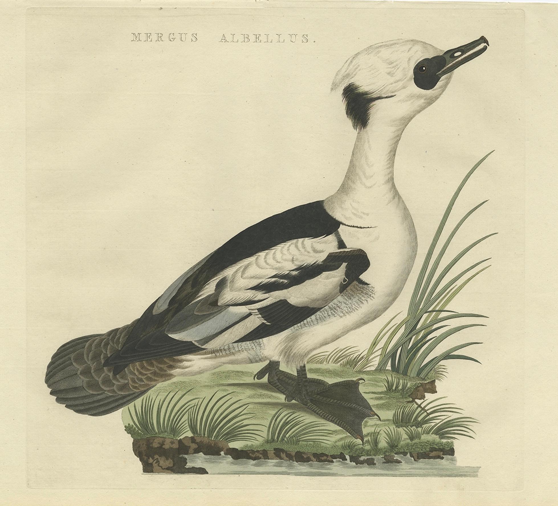 Smew Duck – Antique Dutch Bird Print by Sepp & Nozeman, Hand-Colored, circa 1809 For Sale 1