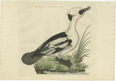 Smew Duck – Antique Dutch Bird Print by Sepp & Nozeman, Hand-Colored, circa 1809
