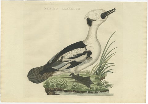 Smew Duck, Antique Dutch Bird Print by Sepp & Nozeman, Hand-Colored, circa 1809