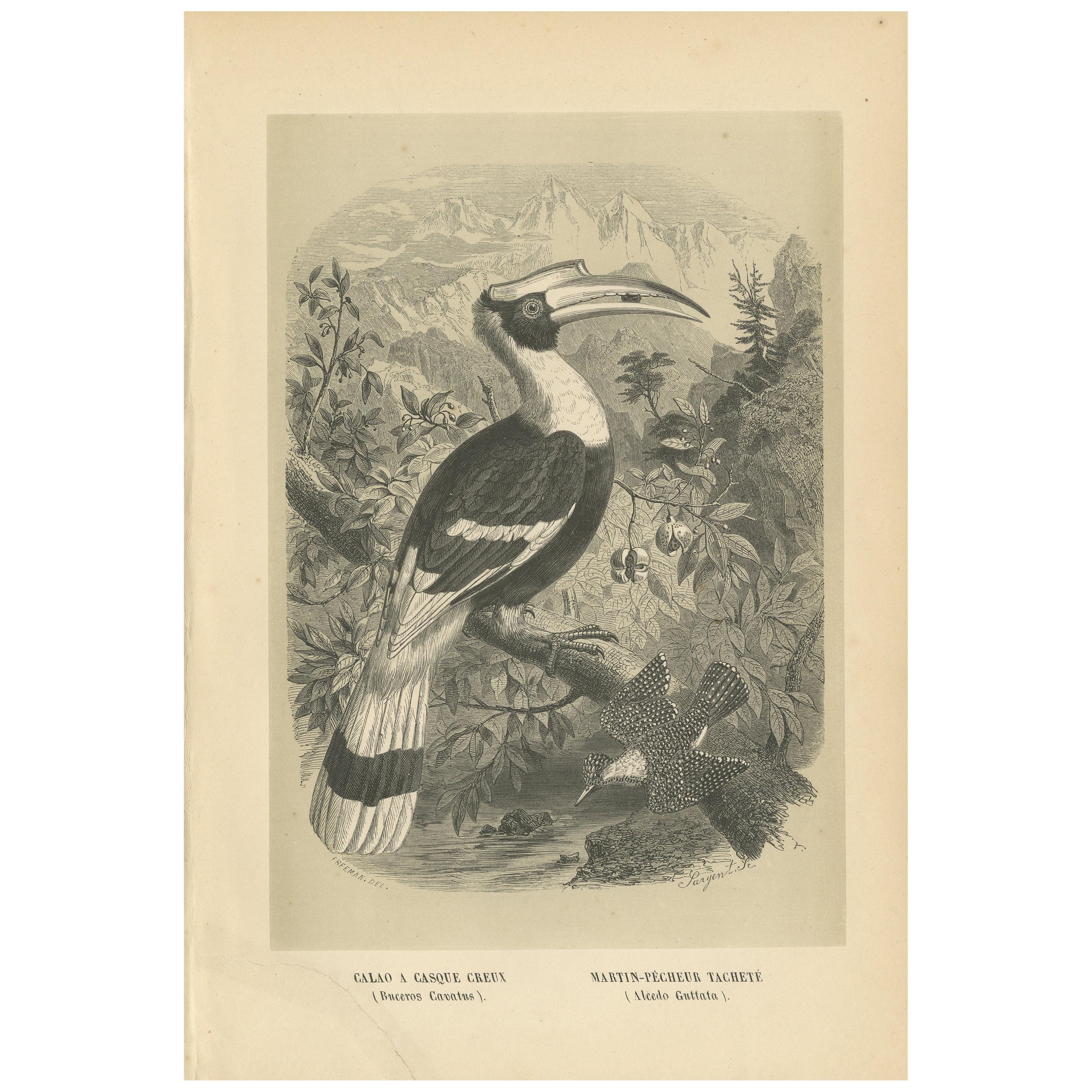 Antique Bird Print of a Great Hornbill and Crested Kingfisher, 1853 For Sale
