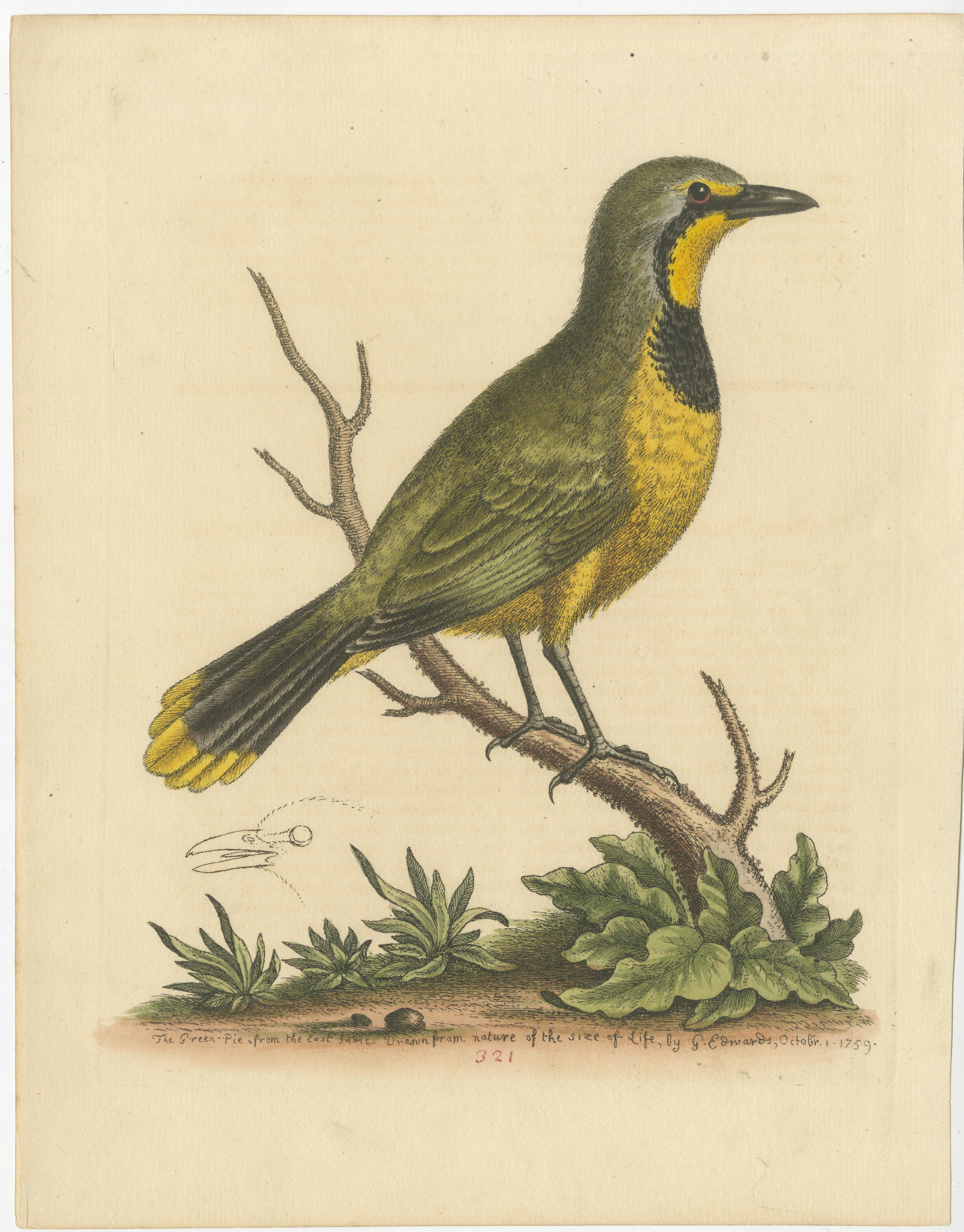 An original delicate and captivating antique print, labeled 'The Green-Pie from the East Indies.' It is a representation of a bird, specifically a Green Magpie, with origins in the East Indies region, which includes parts of modern-day Southeast