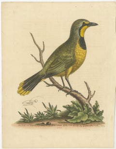 Antique Bird Print of a Green Pie from the East Indies