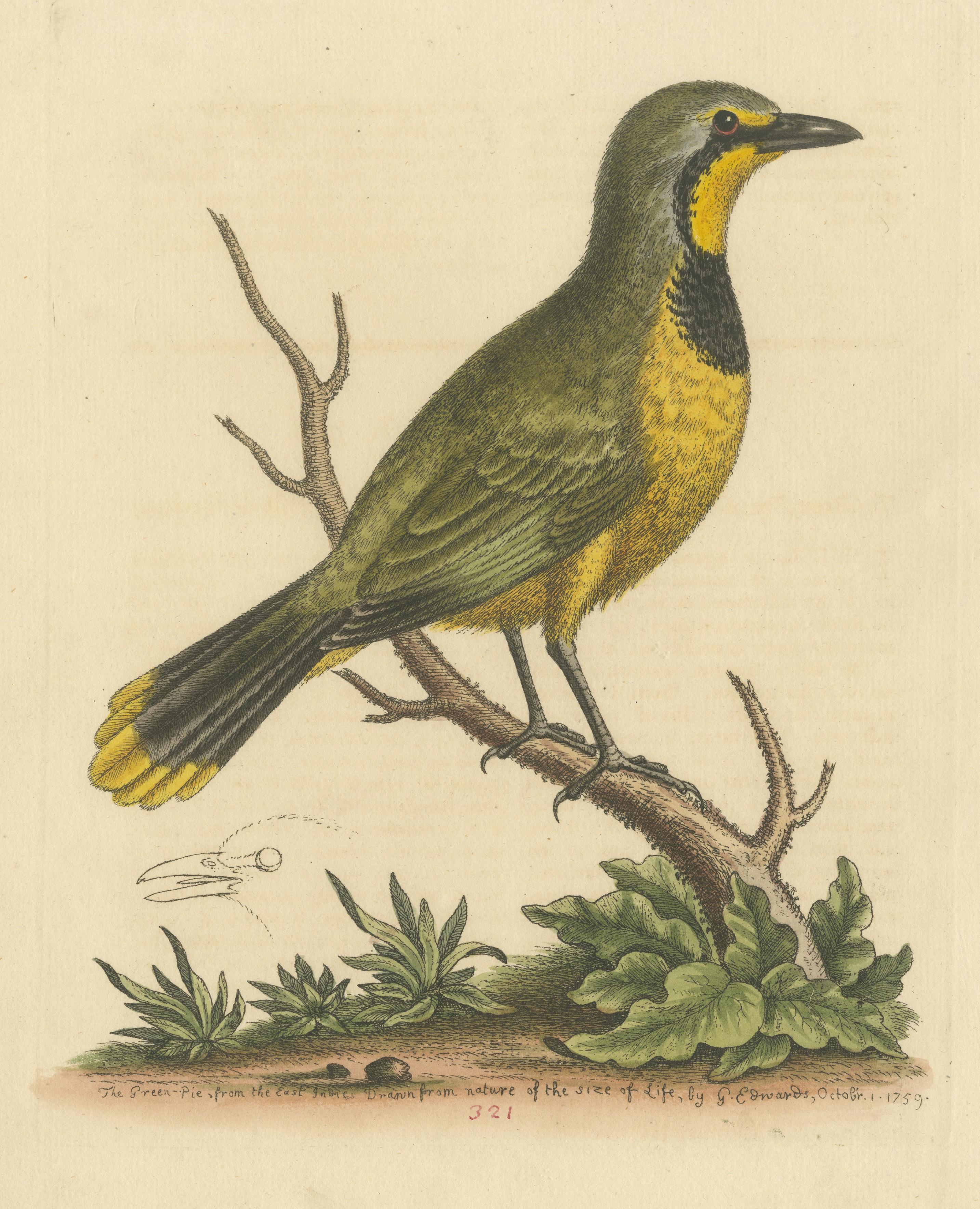 Antique Bird Print of a Green Pie from the East Indies In Good Condition For Sale In Langweer, NL