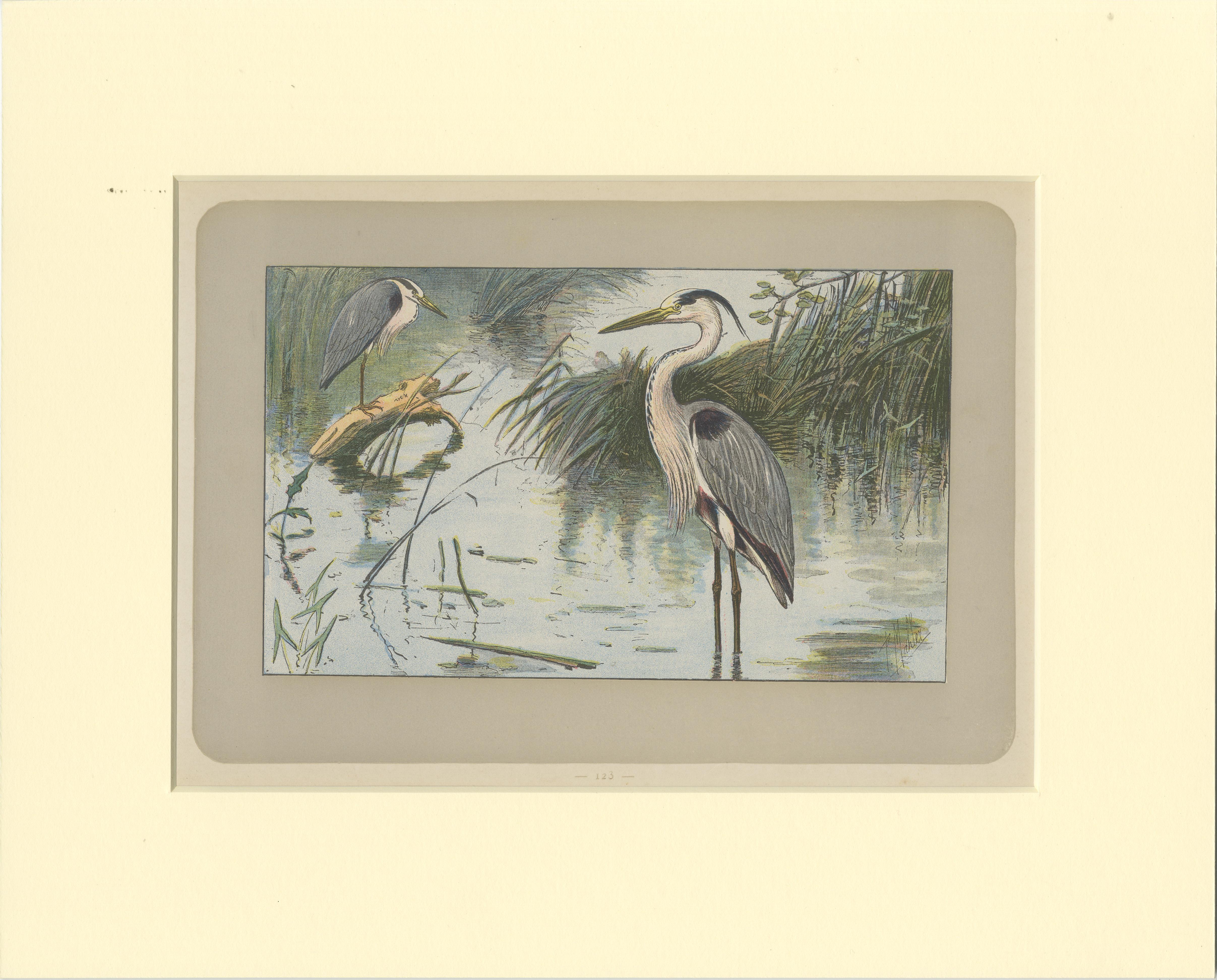 Antique bird print of a grey heron. This print originates from 'Les Chiens. Le Gibier et ses Ennemis' by P. Mahler. Saint-Étienne, Mimard & Blachon, 1907. 

Passepartout / matting included.