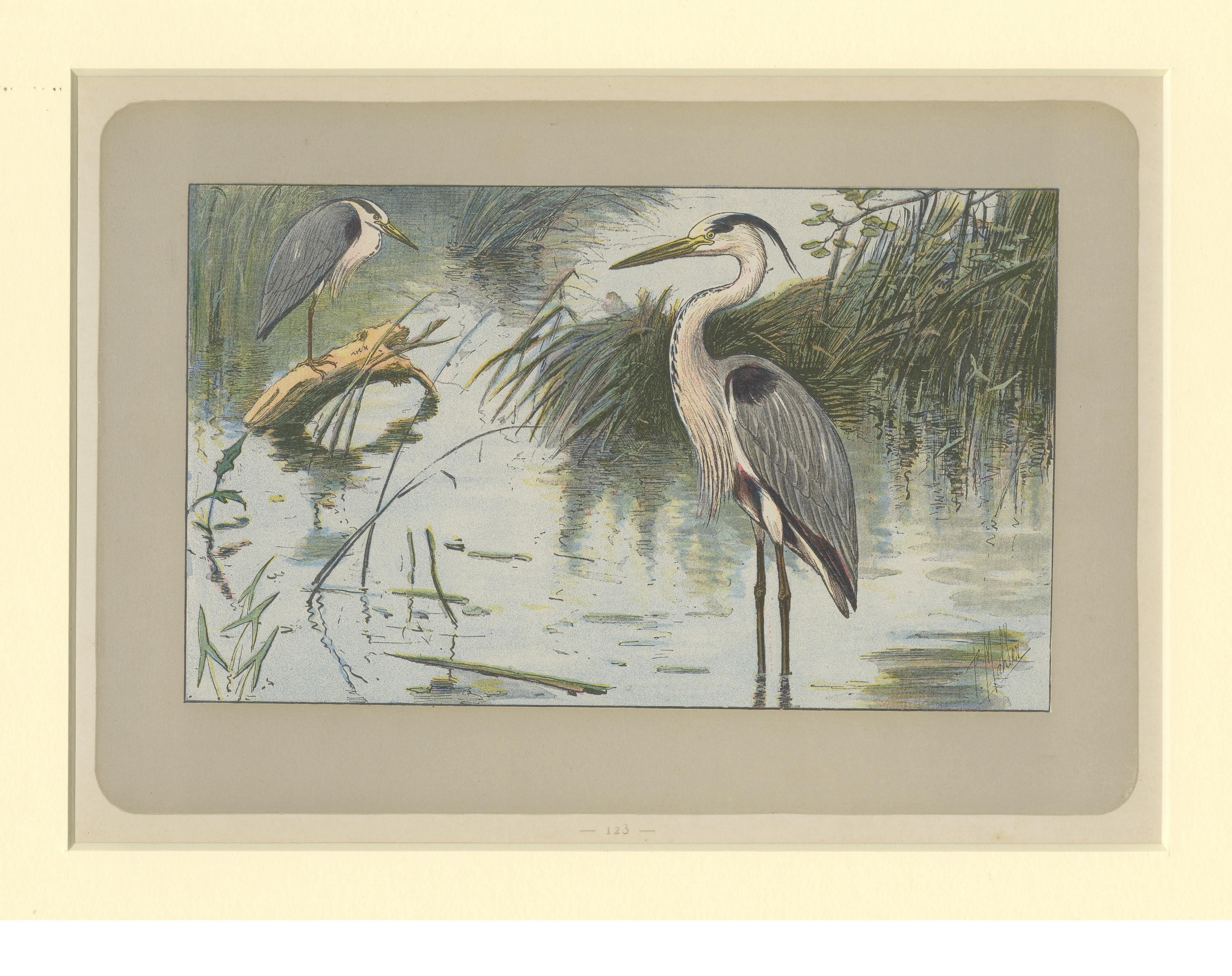 Antique Bird Print of a Grey Heron In Good Condition For Sale In Langweer, NL