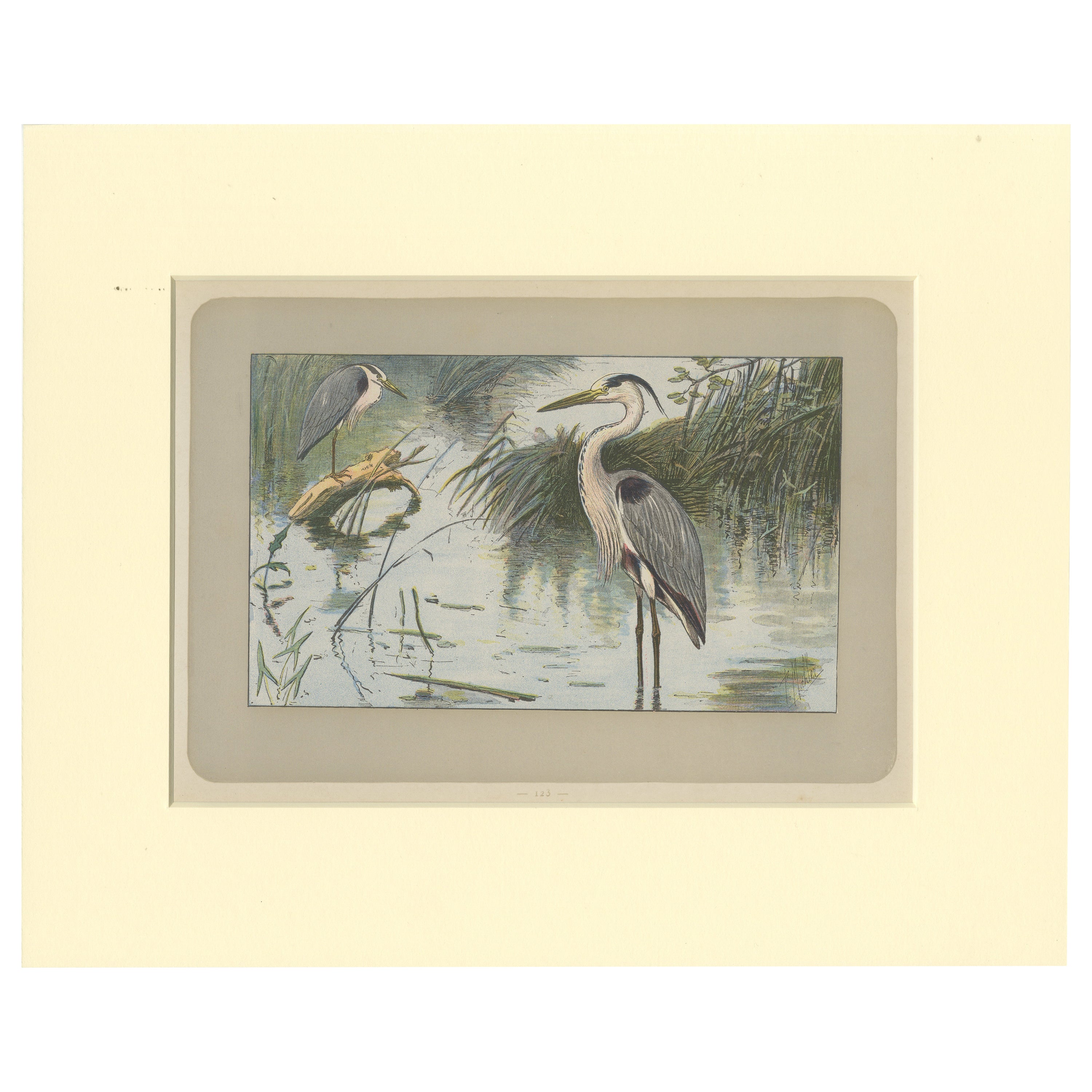 Imprimé oiseau ancien d'un héron gris