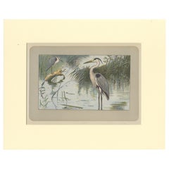 Estampa antigua de una garza real