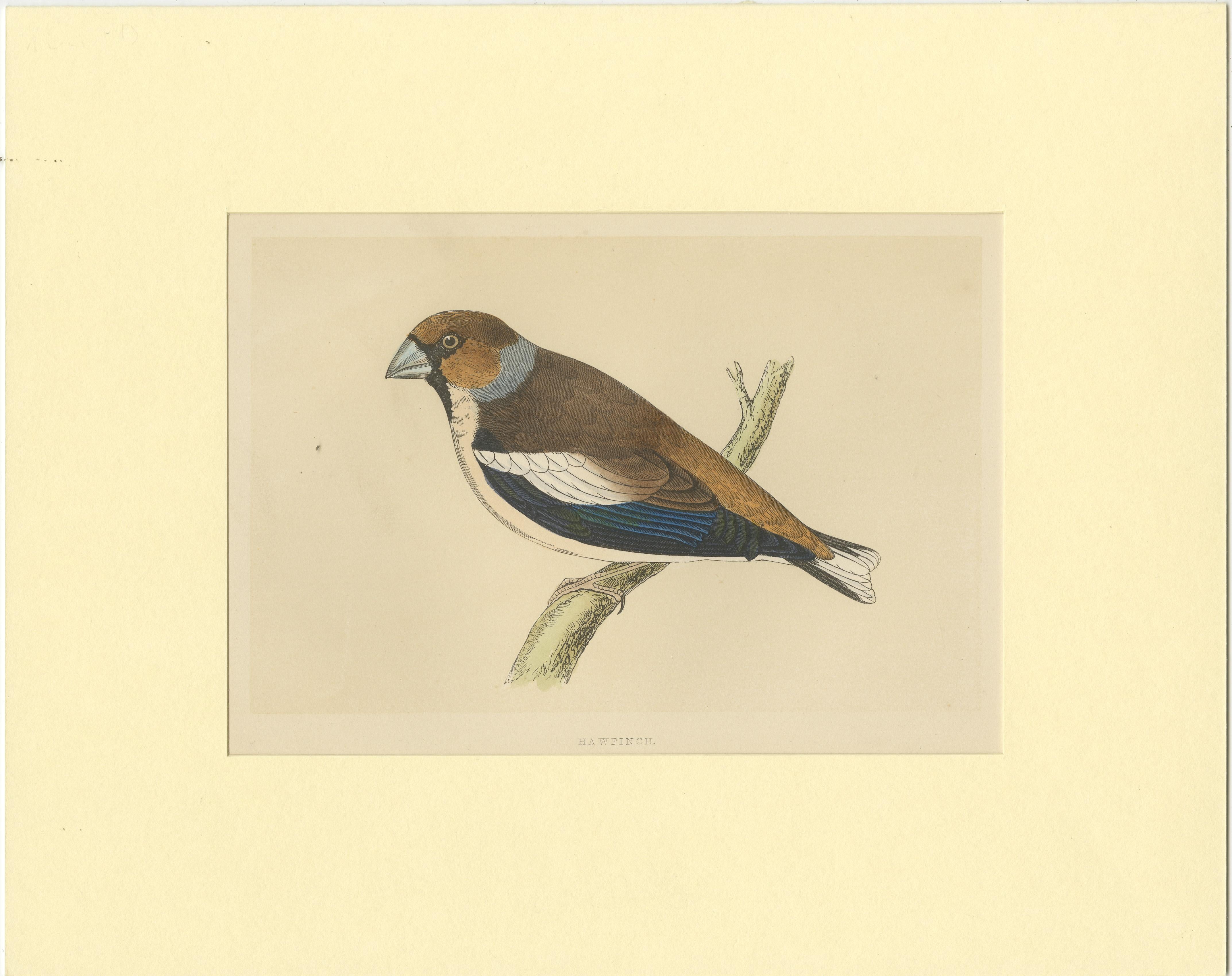 Original antique bird print of a hawfinch. This print originates from 