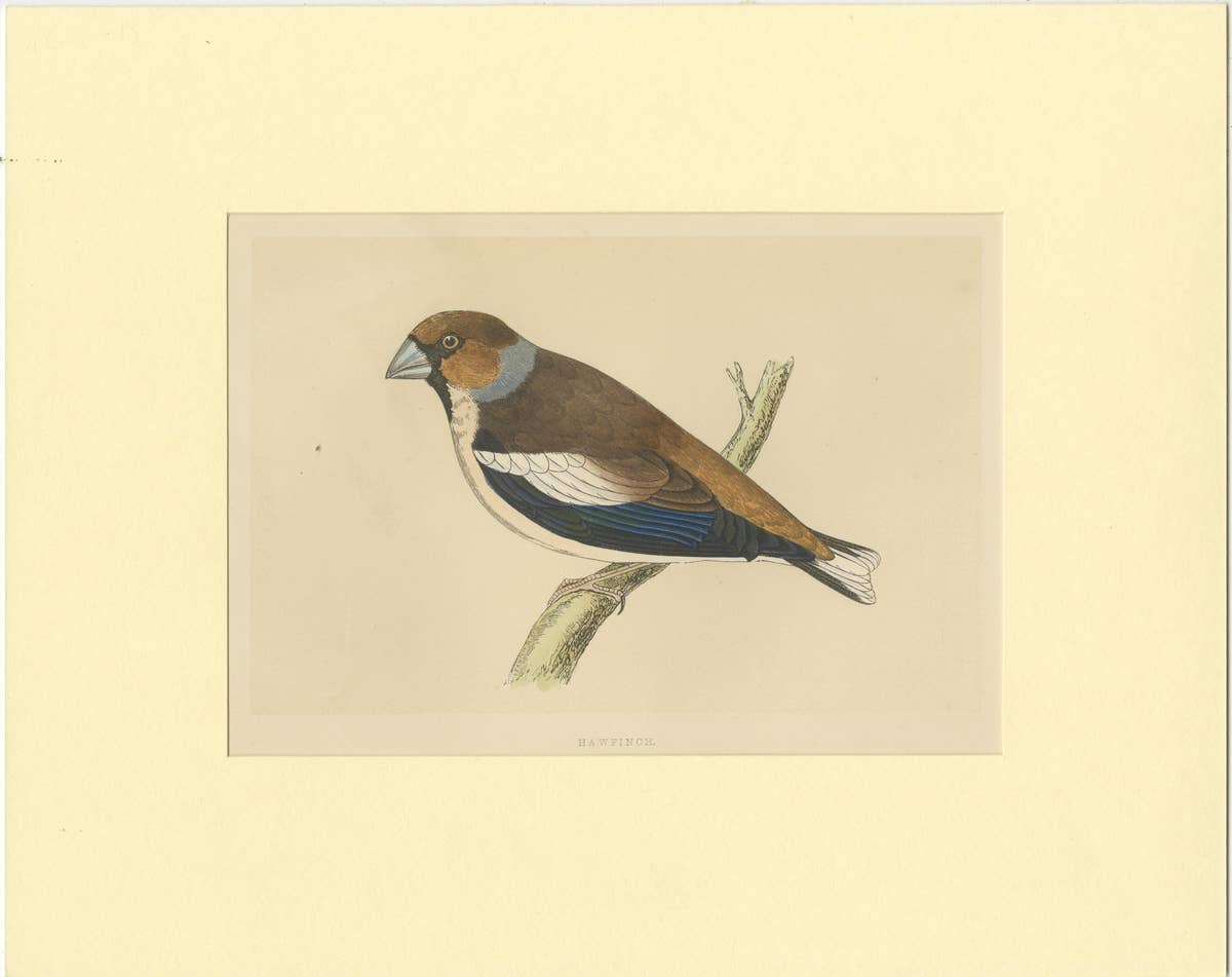 Antique Bird Print of Hawfinch