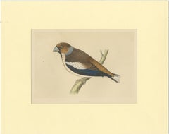 Antique Bird Print of Hawfinch
