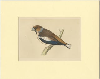 Antique Bird Print of Hawfinch, view 2