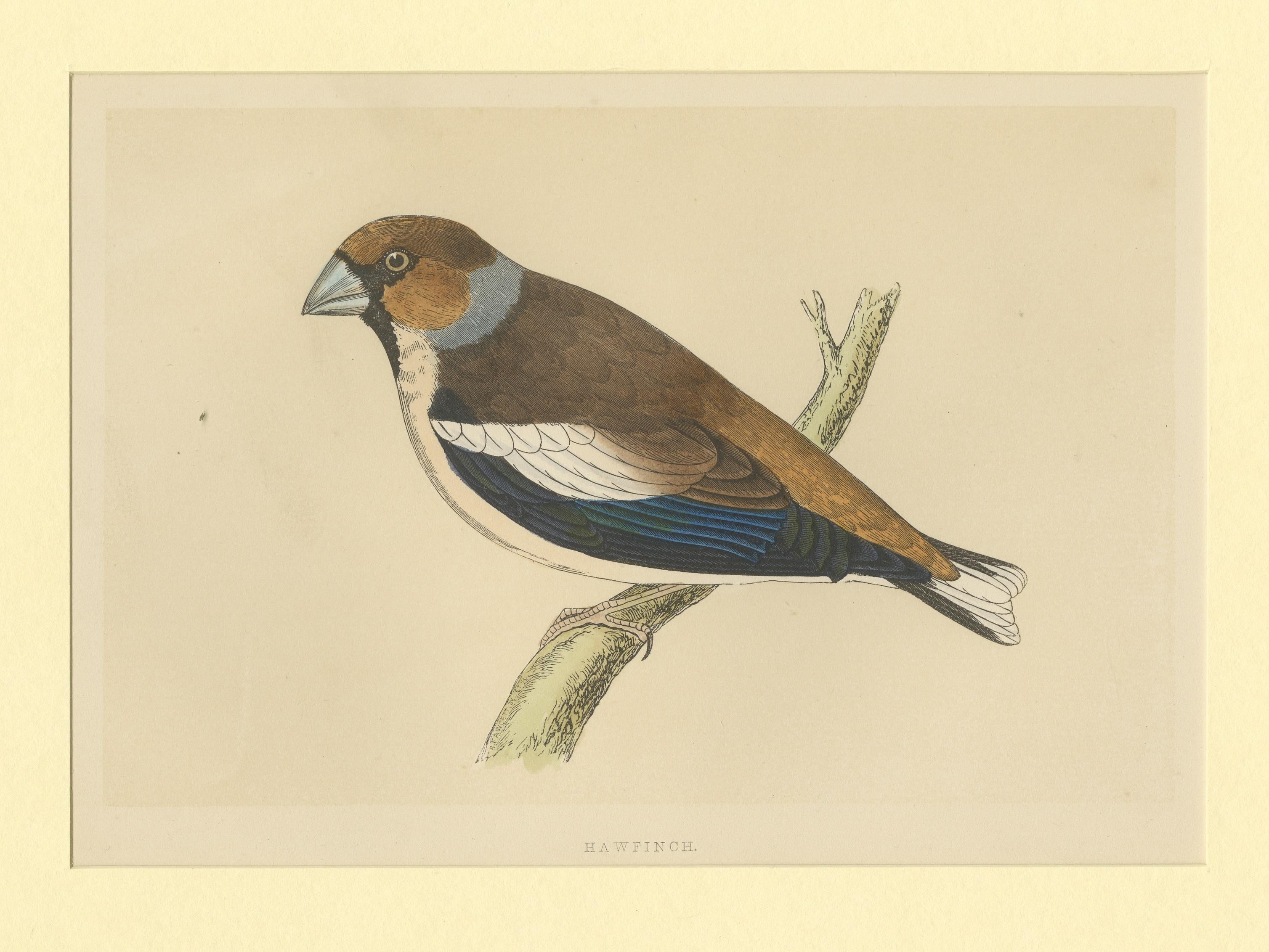 Antique Bird Print of Hawfinch In Good Condition For Sale In Langweer, NL