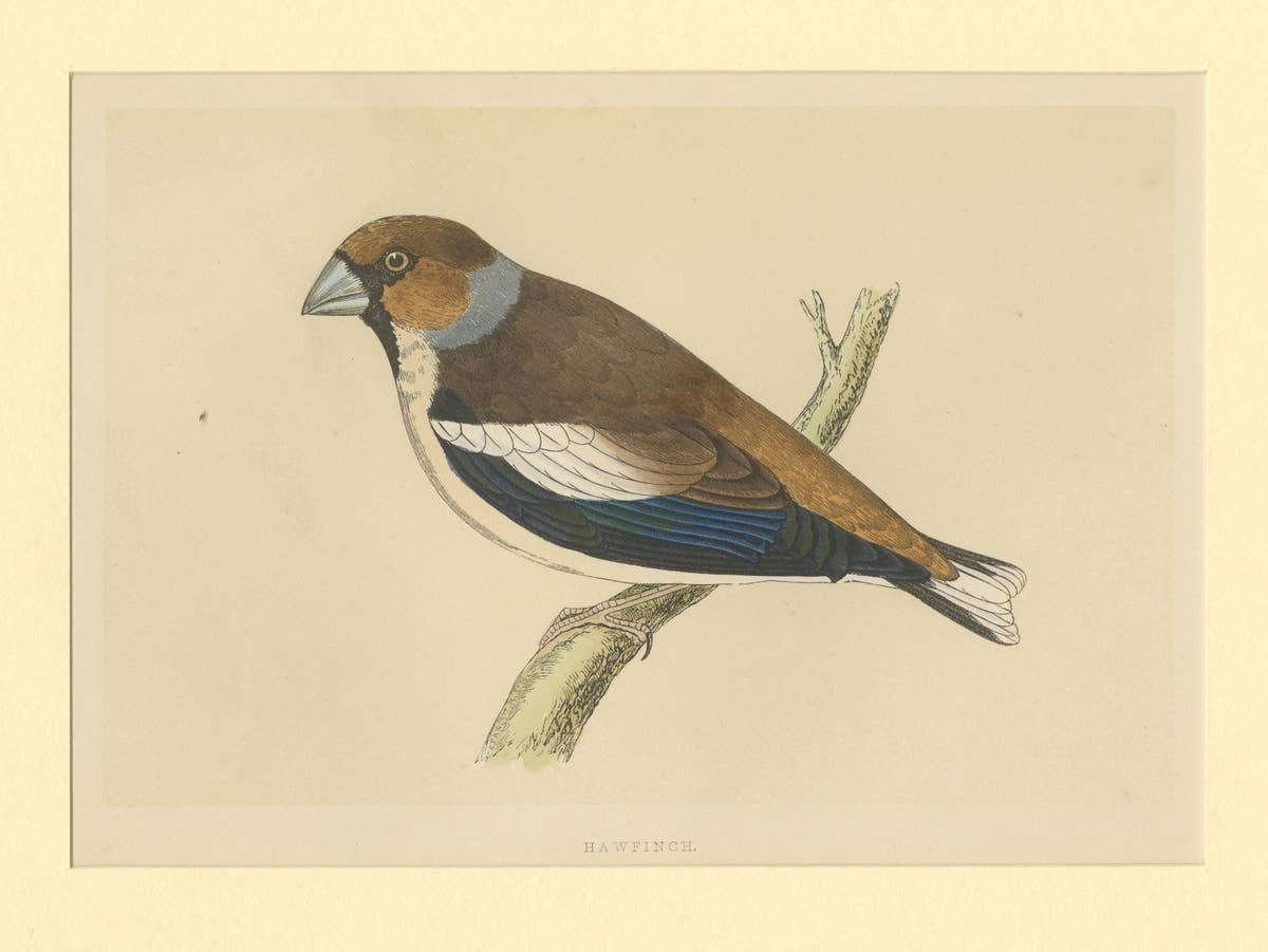 Antique Bird Print of Hawfinch