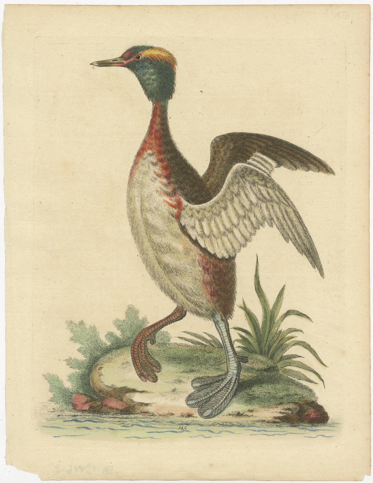 Antique Bird Print of a Horned Grebe