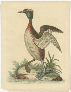 Estampa antigua de un zampullín cornudo