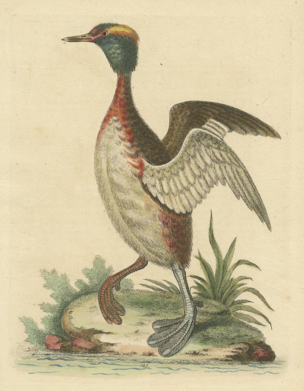 Antique Bird Print of a Horned Grebe