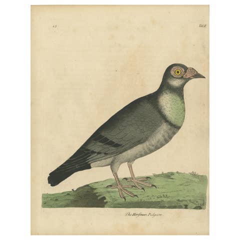 Antique Bird Print of a Horseman Pigeon, Handcolored, 1740