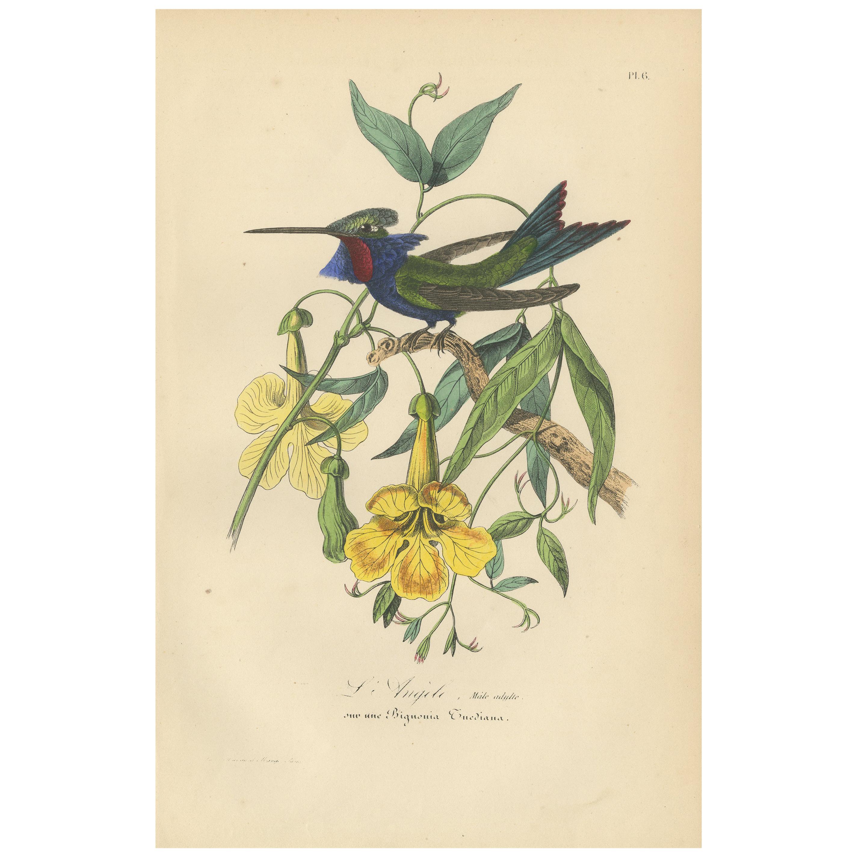 Antique Bird Print of a Hummingbird, 1853