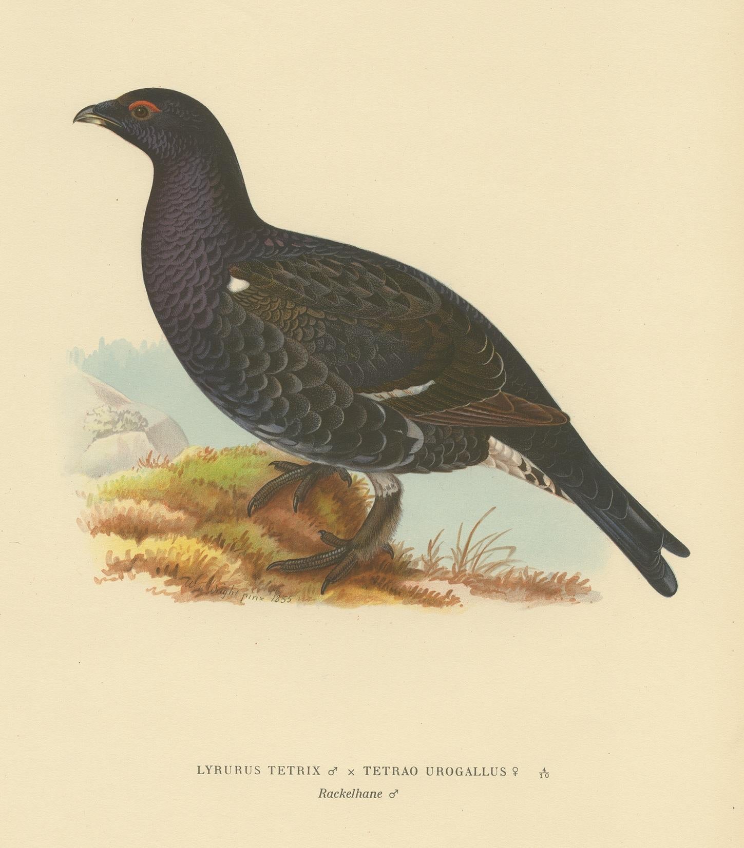 Antique bird print titled 'Lyrurus Tetrix x Tetrao Urogallus'. Old bird print depicting a hybrid between a black grouse and western capercaillie. This print orginates from 'Svenska Foglar Efter Naturen Och Pa Stenritade' by Magnus von Wright.