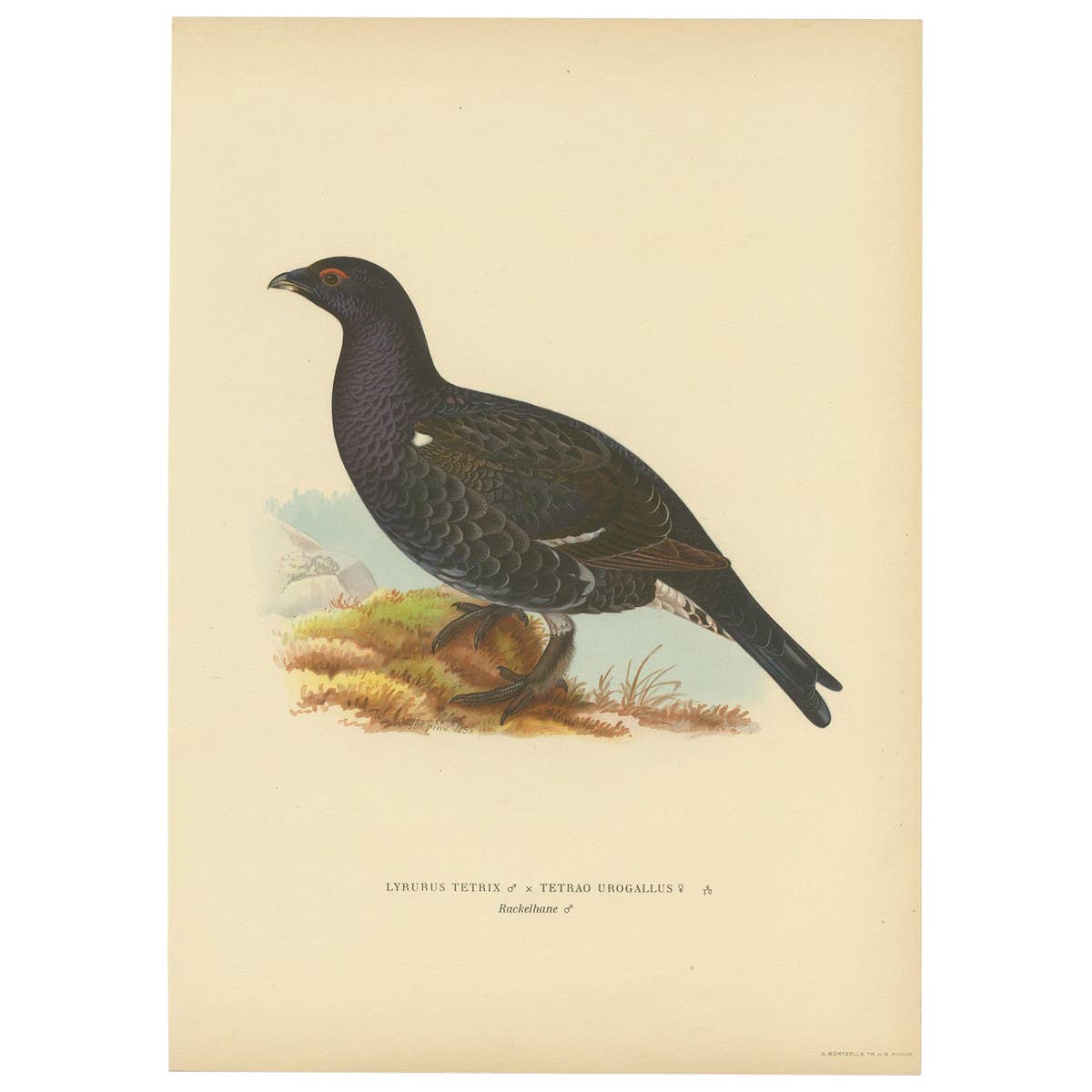 Antique Bird Print of a Hybrid Black Grouse by Von Wright, 1927