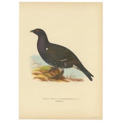 Antique Bird Print of a Hybrid Black Grouse by Von Wright, 1927