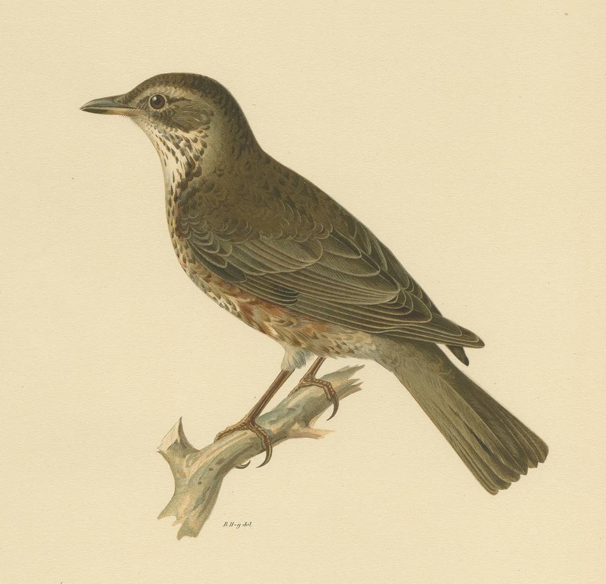 Antique Bird Print of a Hybrid Fieldfare and Song Thrush by Von Wright, 1927