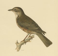 Grabado antiguo de un híbrido de Fieldfare y Song Thrush, por Von Wright, 1927