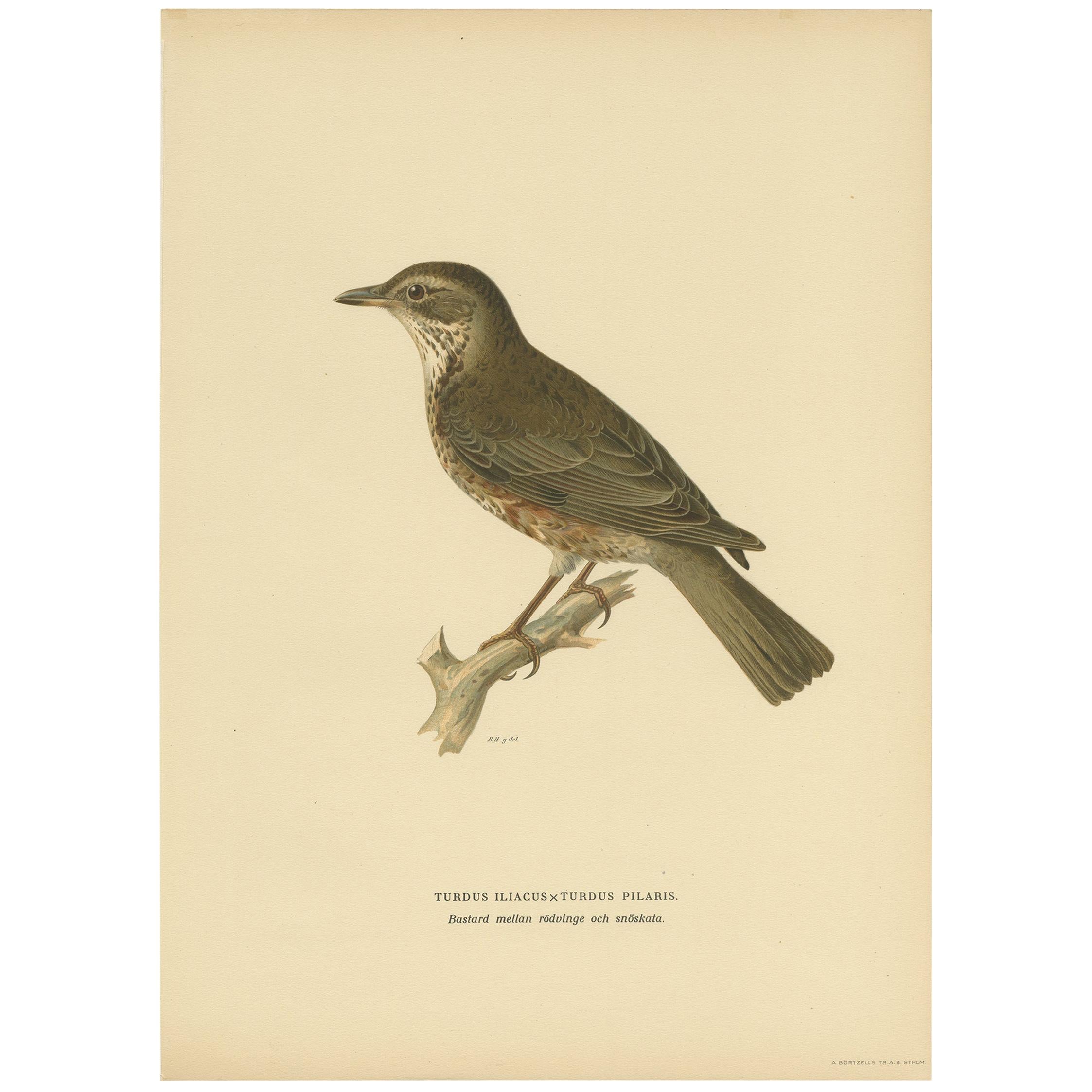 Antique Bird Print of a Hybrid Fieldfare and Song Thrush by Von Wright, 1927 For Sale