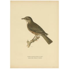 Antique Bird Print of a Hybrid Fieldfare and Song Thrush by Von Wright, 1927